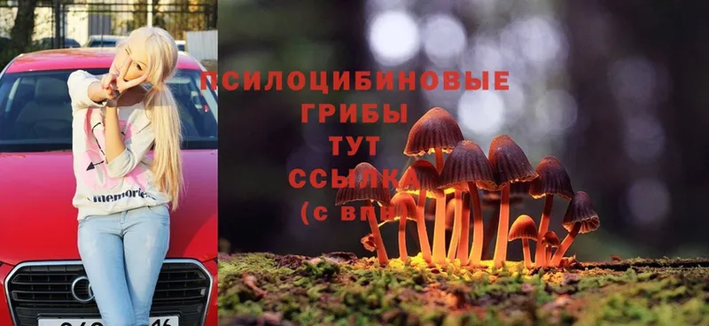 купить наркотик  hydra рабочий сайт  Псилоцибиновые грибы Magic Shrooms  Володарск 